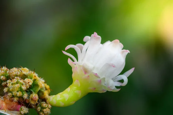 Blomma Kaktus Gymnocalycium Mihanovichii Typ Kaktus Eller Suckulenter Träd — Stockfoto