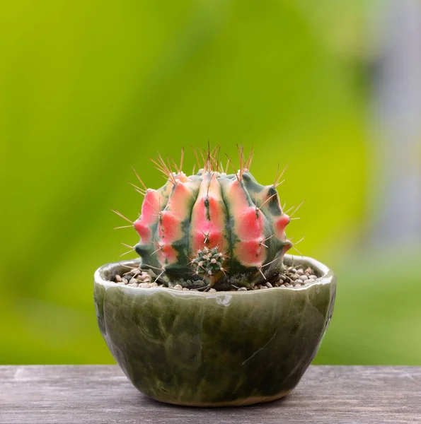 Lophophora Williamsii Kaktus Oder Sukkulentenbaum Dekorativ Blumentopf Auf Holzgestreiftem Hintergrund — Stockfoto