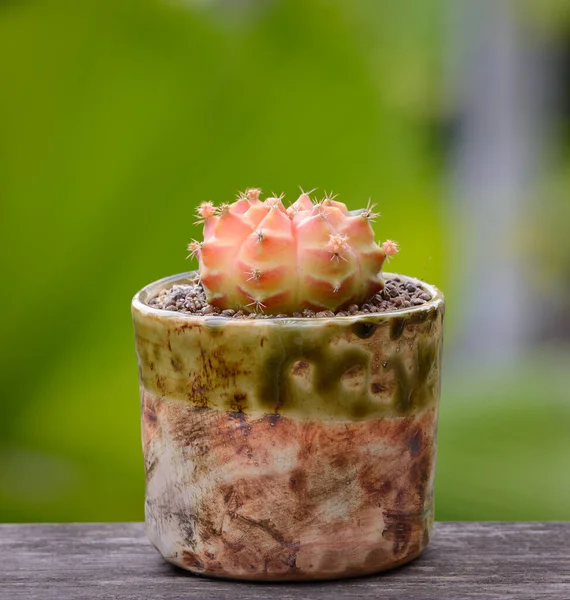 Lophophora Williamsii Cactus Succulents Boom Decoratief Bloempot Hout Gestreepte Achtergrond — Stockfoto