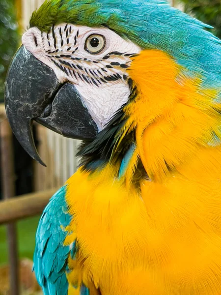 Gulblå Papegoja Färgglada Cockatoo Papegoja Sitter Träpiska Tropisk Fågelpark — Stockfoto