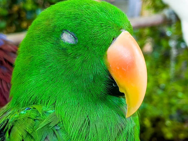 Papoušek Eclectus Eclectus Roratus Hledající Spánek Mělká Hloubka Pole Tento — Stock fotografie