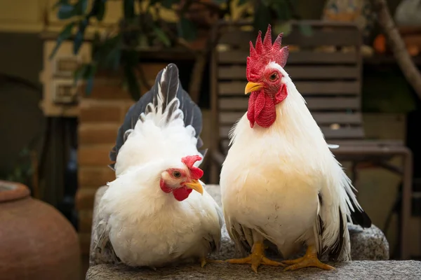 Pareja Gallo Blanco Pollo Sobre Fondo Jardín —  Fotos de Stock