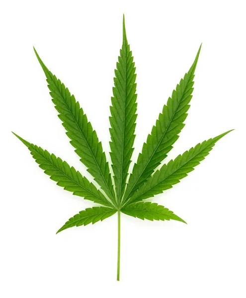 Fris Groen Cannabisblad Witte Achtergrond — Stockfoto