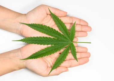 Beyaz arka planda taze yeşil kenevir yaprakları tutuyordu.