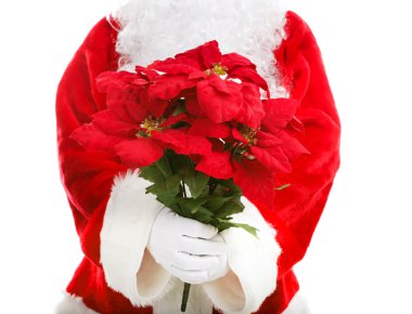 Noel Baba holding poinsettias