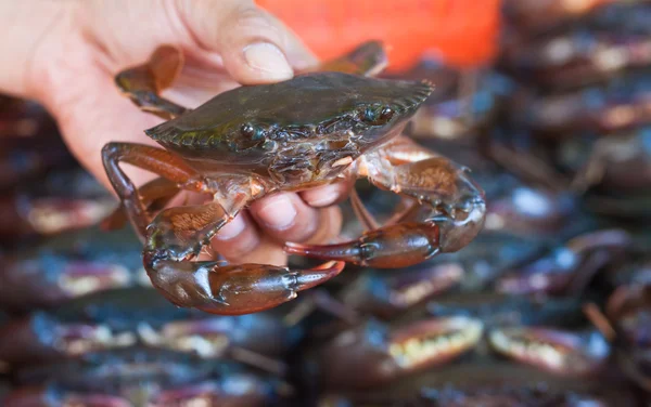 Hand som håller softshell svart krabba — Stockfoto