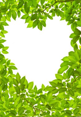 beyaz arkaplanda yeşil izin