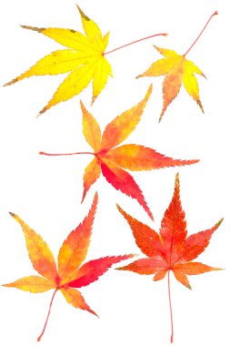 Sonbahar Yaprakları