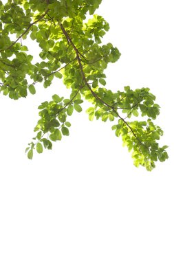 beyaz arkaplanda yeşil izin