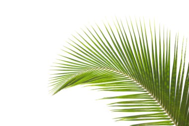 izole yaprakları palmiye ağacı