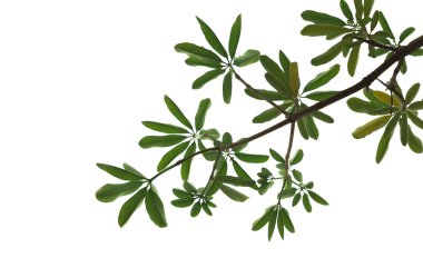 beyaz arkaplanda yeşil izin