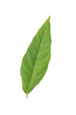 Yaprak