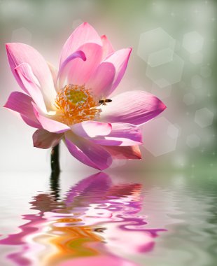 pembe lotus