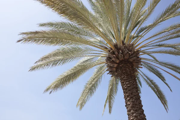 Single palm tree isolated against the blue sky — Stock Photo, Image