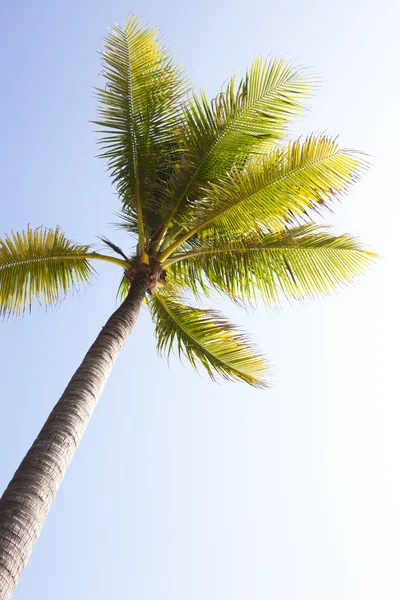 Single palm tree isolated against the blue sky — Stock Photo, Image