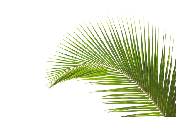 Isolated Leaves of palm tree — Stock Photo, Image