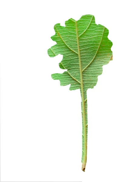 Feuille coupée pour arbre — Photo