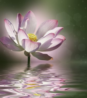 pembe lotus