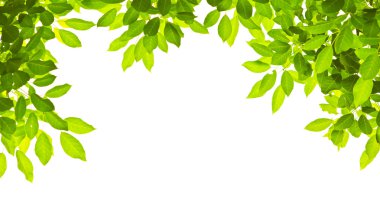 beyaz arkaplanda yeşil izin