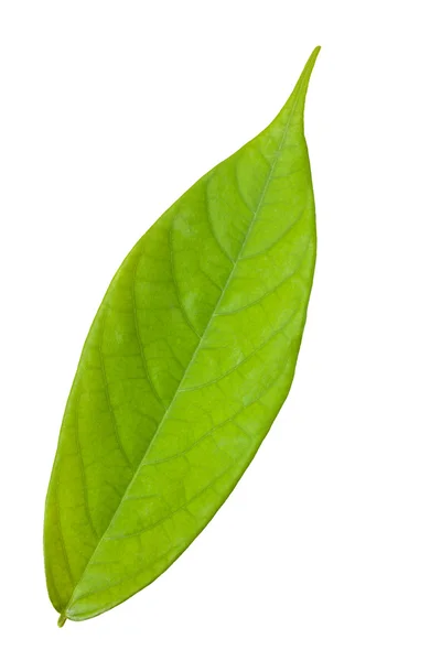 Green leaf on white background — Stock Photo, Image