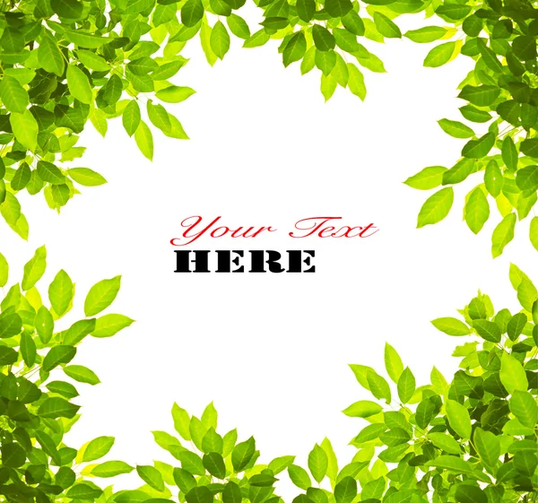 Green leave on white background — Stock Photo, Image