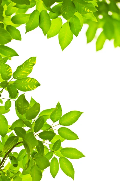 Green leave on white background — Stock Photo, Image