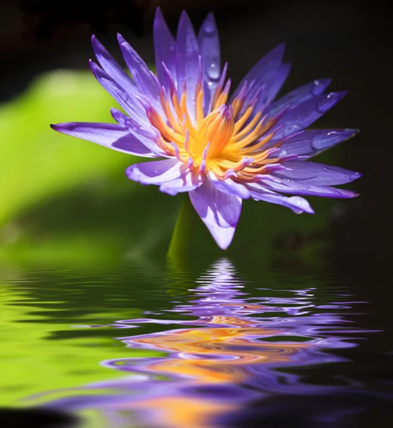 Violet Lotus — Stock Photo, Image