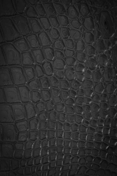 Textur aus Krokodilleder — Stockfoto
