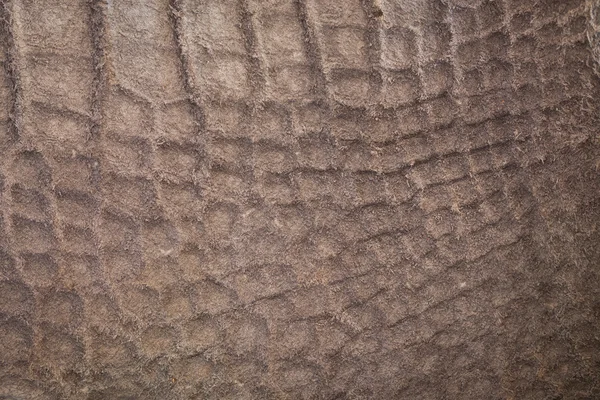 Texture in pelle di coccodrillo — Foto Stock