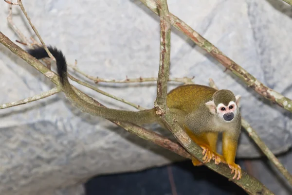 Squirrel monkey in a branch — Stock Photo, Image