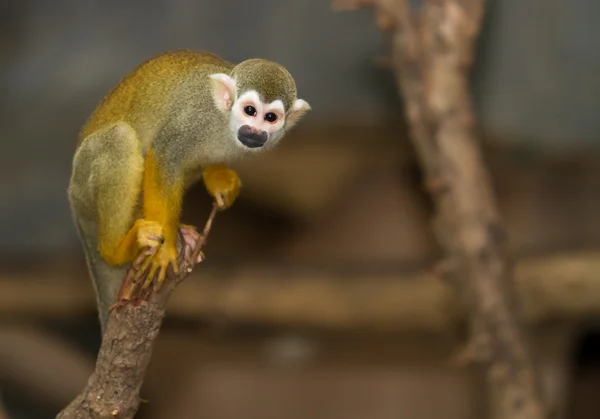 Mono ardilla en una rama — Foto de Stock