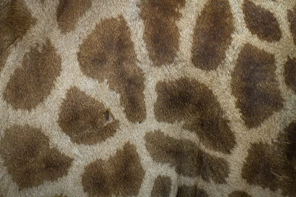 Genuine leather skin of giraffe — Stock Photo, Image