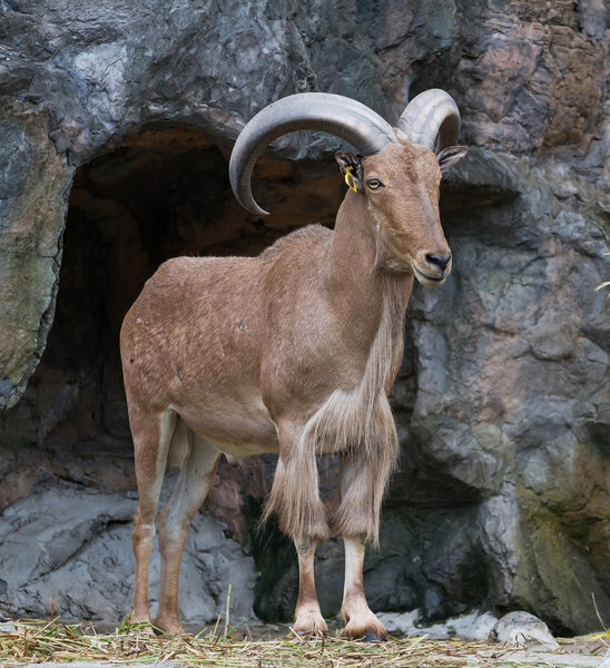 Brown Mountain Goat