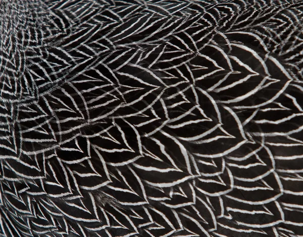Cerca de textura de la pluma — Foto de Stock