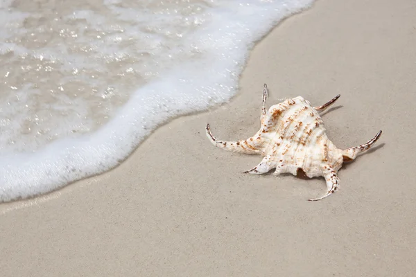 Concha de mar sobre arena blanca y hermosa ola —  Fotos de Stock