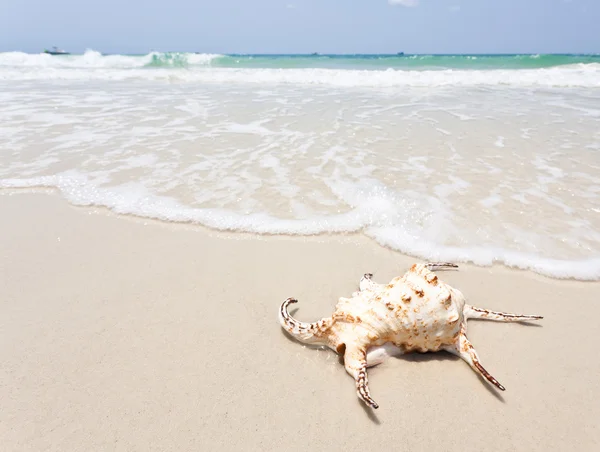 Seashell på vit sand och vackra wav — Stockfoto