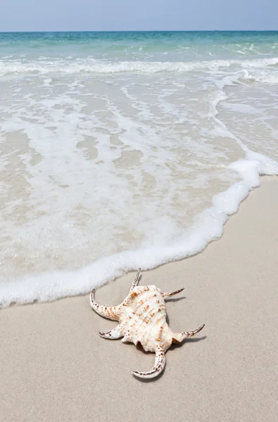 Seashell på vit sand och vackra wav — Stockfoto