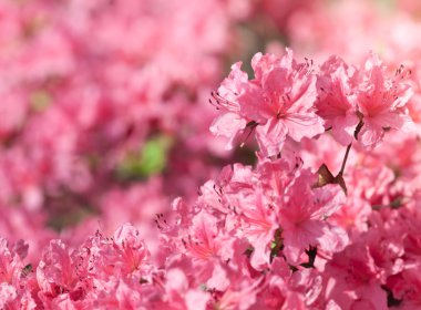 arka plan pembe çiçekler