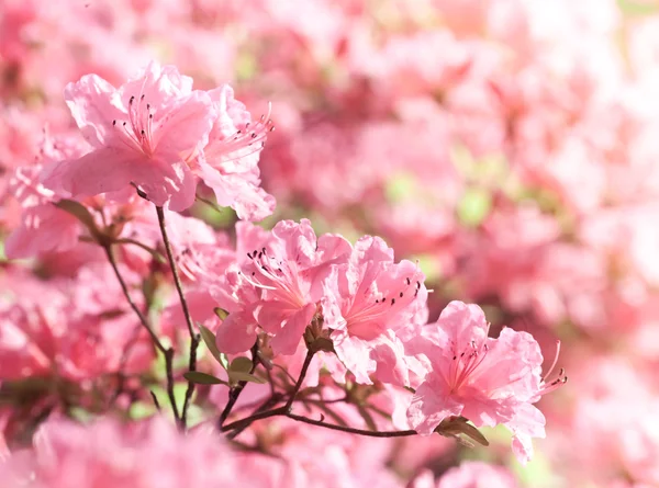 Background pink flowers — Stock Photo, Image