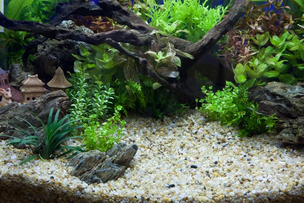 植物水族馆 — 图库照片