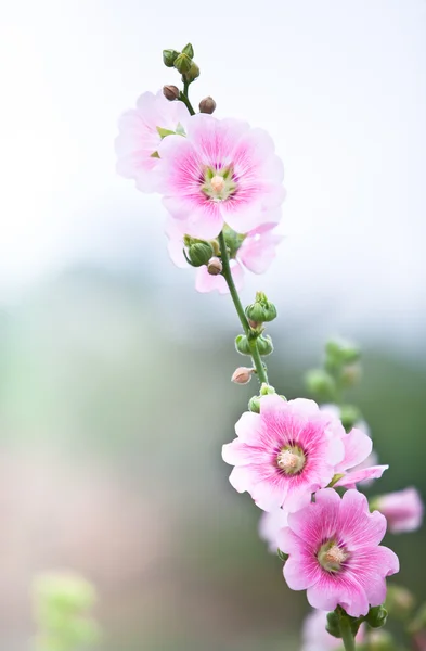 Bellissimi fiori rosa a Korea — Foto Stock