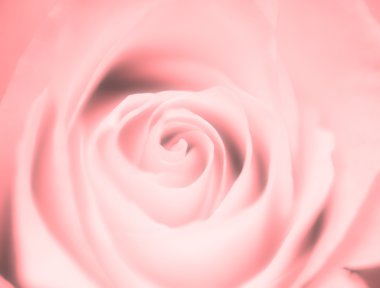 Rose için arka plan bulanıklık