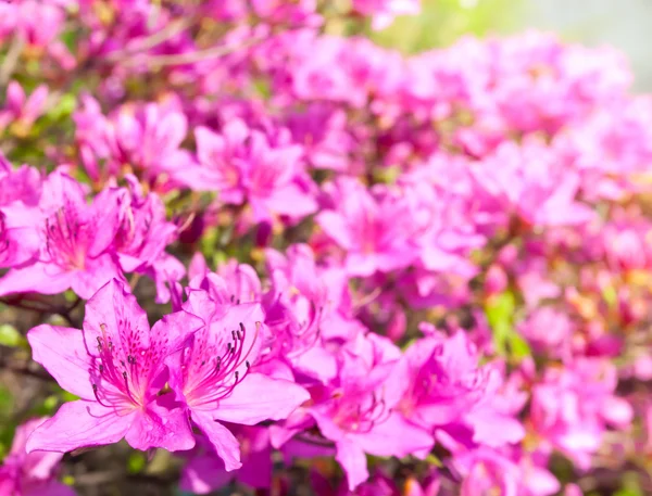 Fondo flores rosadas — Foto de Stock