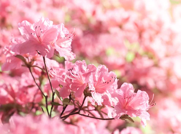 Kwiaty różowe tło — Zdjęcie stockowe