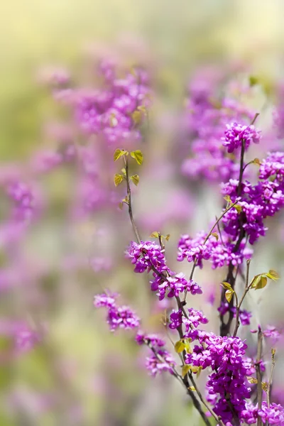 Lindas flores rosa na Coréia — Fotografia de Stock