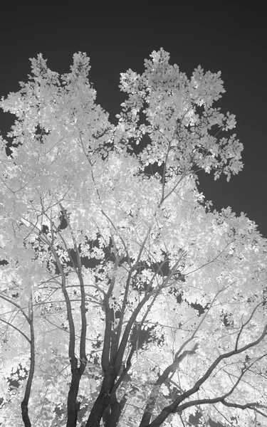 Υπέρυθρη δέντρο — Φωτογραφία Αρχείου