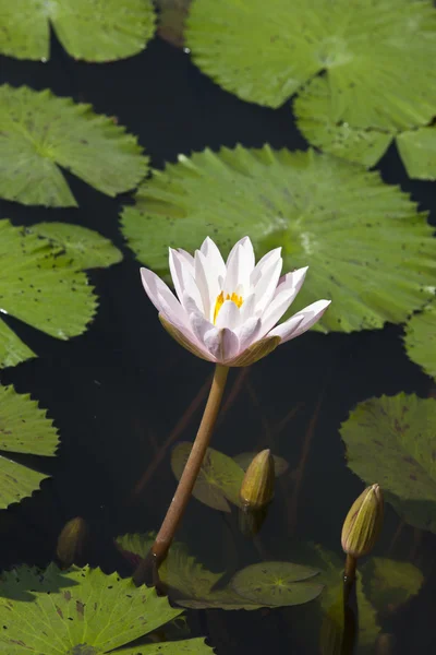 Lotus flower — Stock Photo, Image