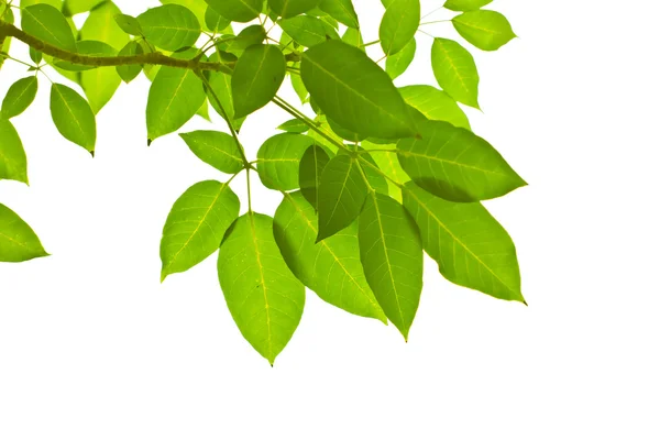 Зелена листя на білому фоні — стокове фото