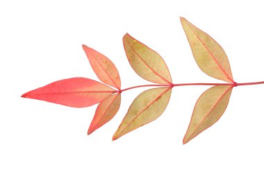 Sonbahar Yaprakları