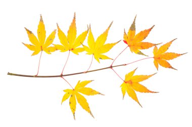 Sonbahar Yaprakları